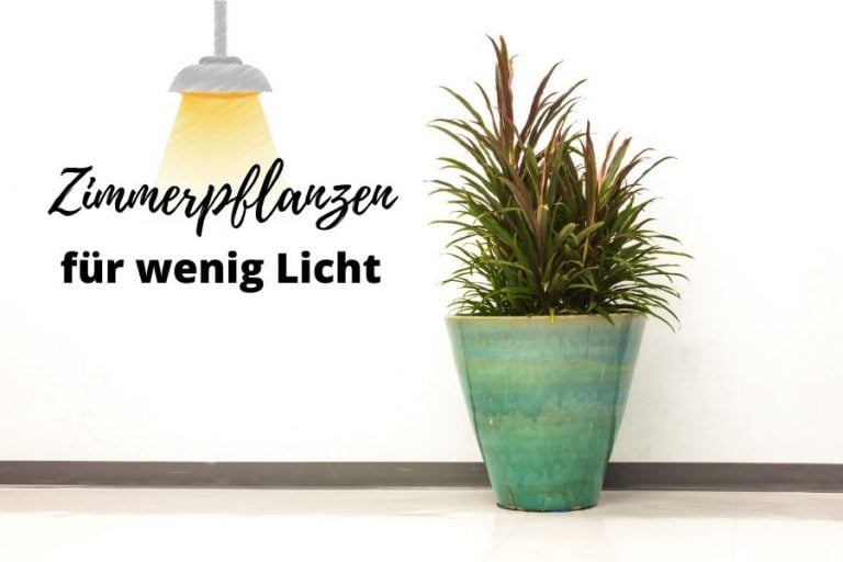 7 Pflanzen, die auch bei wenig Licht gedeihen: Eine Anleitung für grüne Daumen 1 zimmerpflanzen wenig licht