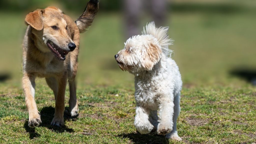 Traumdeutung Hund