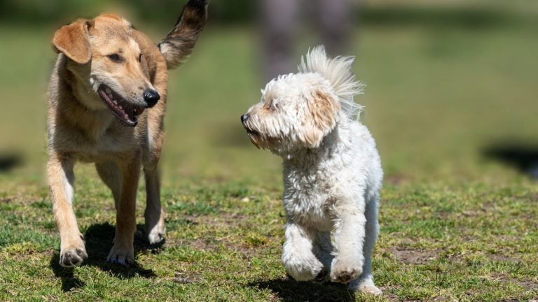 Traumdeutung: Die Psychologie hinter den Träumen von Hunden 1 Traumdeutung Hund